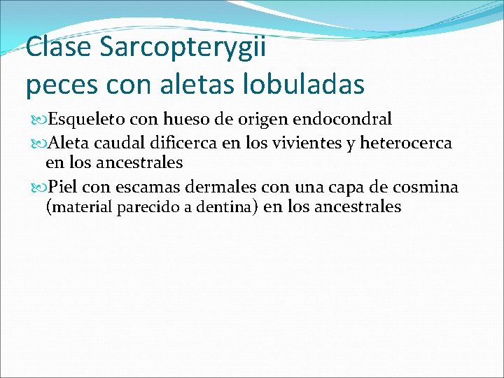 Clase Sarcopterygii peces con aletas lobuladas Esqueleto con hueso de origen endocondral Aleta caudal