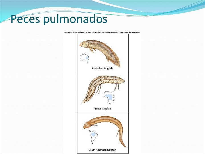 Peces pulmonados 