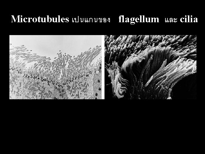 Microtubules เปนแกนของ flagellum และ cilia 