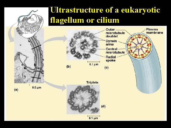 Ultrastructure of a eukaryotic flagellum or cilium 