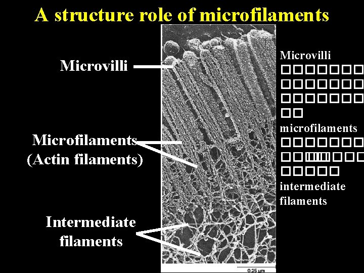 A structure role of microfilaments Microvilli Microfilaments (Actin filaments) Intermediate filaments Microvilli ������� ��