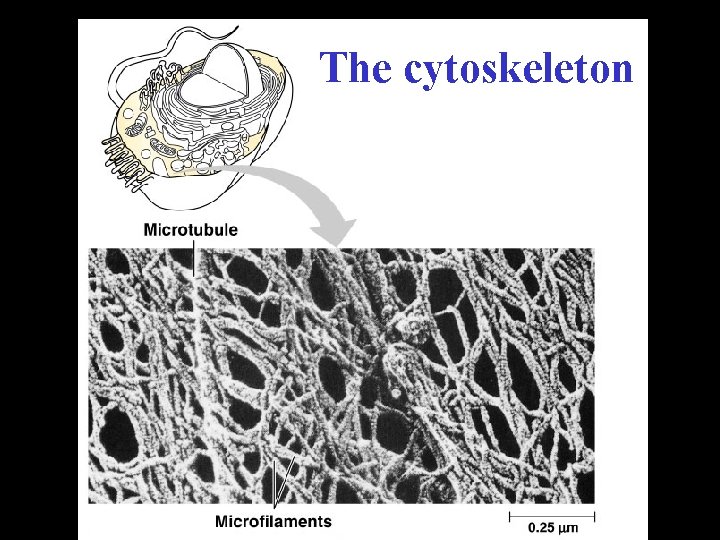 The cytoskeleton 