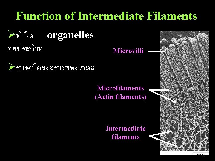 Function of Intermediate Filaments Øทำให organelles อยประจำท Microvilli Øรกษาโครงสรางของเซลล Microfilaments (Actin filaments) Intermediate filaments