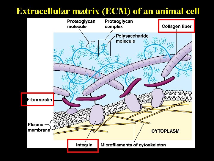 Extracellular matrix (ECM) of an animal cell Fibronectin 