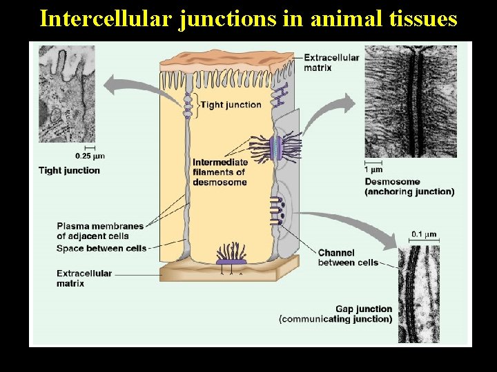 Intercellular junctions in animal tissues 