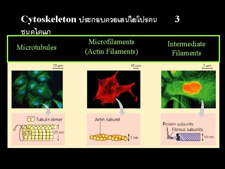 Cytoskeleton ประกอบดวยเสนใยโปรตน ชนดไดแก Microtubules Microfilaments (Actin Filaments) 3 Intermediate Filaments 