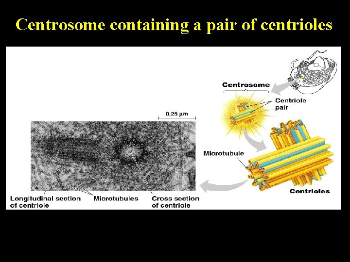 Centrosome containing a pair of centrioles 