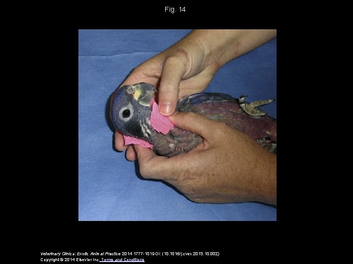 Fig. 14 Veterinary Clinics: Exotic Animal Practice 2014 1777 -101 DOI: (10. 1016/j. cvex.