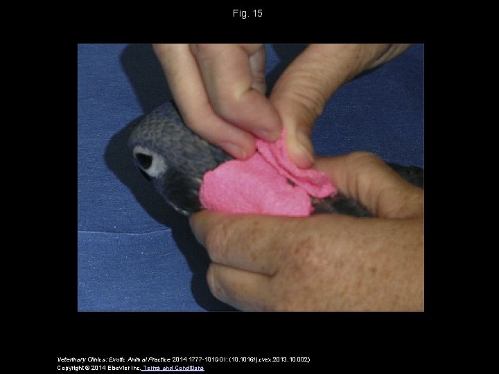 Fig. 15 Veterinary Clinics: Exotic Animal Practice 2014 1777 -101 DOI: (10. 1016/j. cvex.