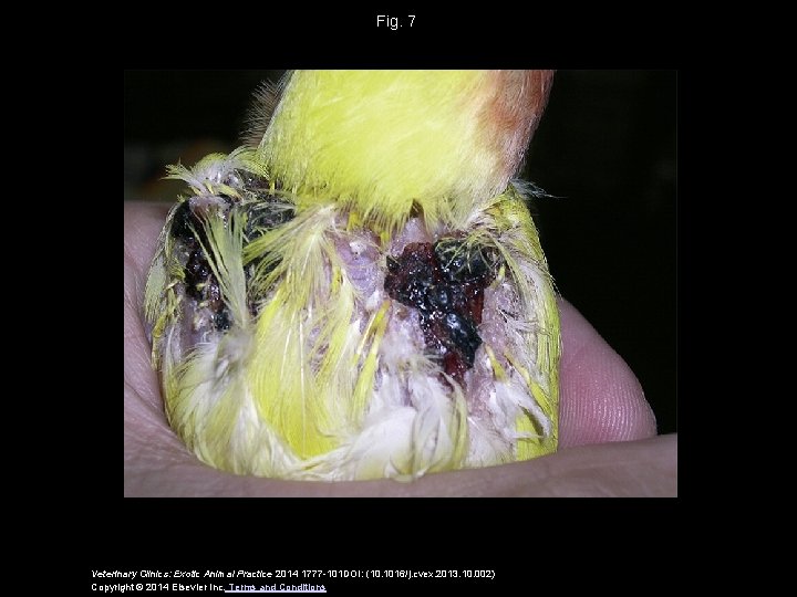 Fig. 7 Veterinary Clinics: Exotic Animal Practice 2014 1777 -101 DOI: (10. 1016/j. cvex.