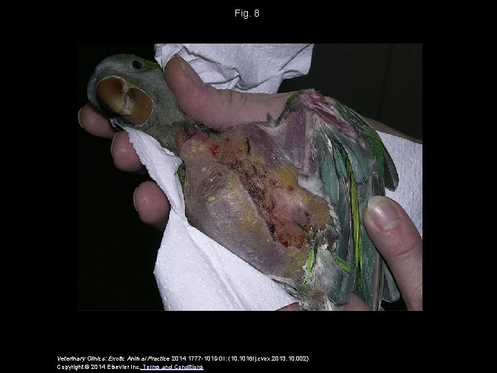 Fig. 8 Veterinary Clinics: Exotic Animal Practice 2014 1777 -101 DOI: (10. 1016/j. cvex.