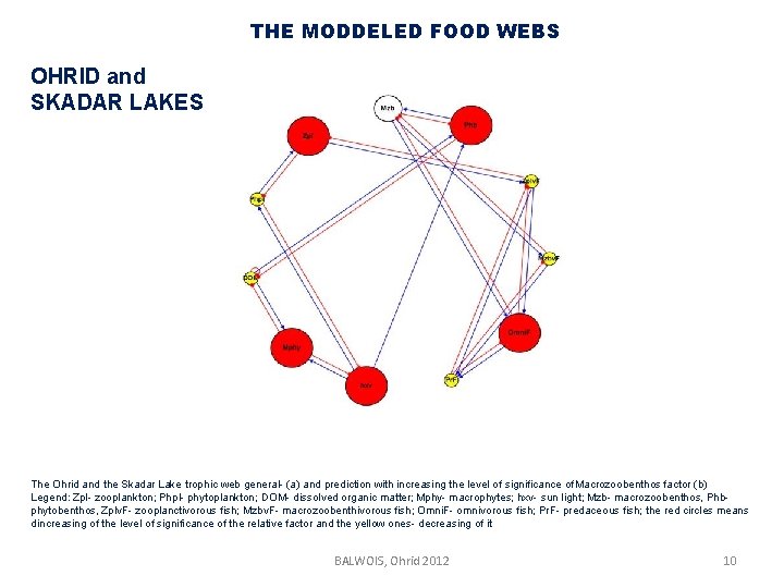 THE MODDELED FOOD WEBS OHRID and SKADAR LAKES The Ohrid and the Skadar Lake