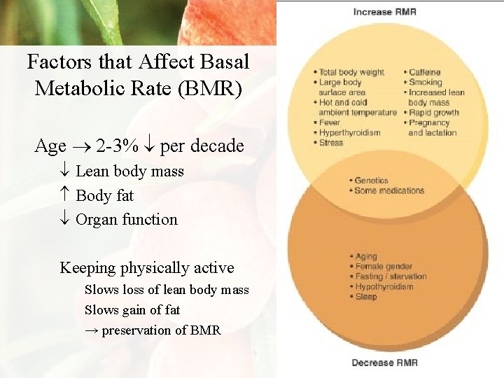 Factors that Affect Basal Metabolic Rate (BMR) Age 2 -3% per decade Lean body