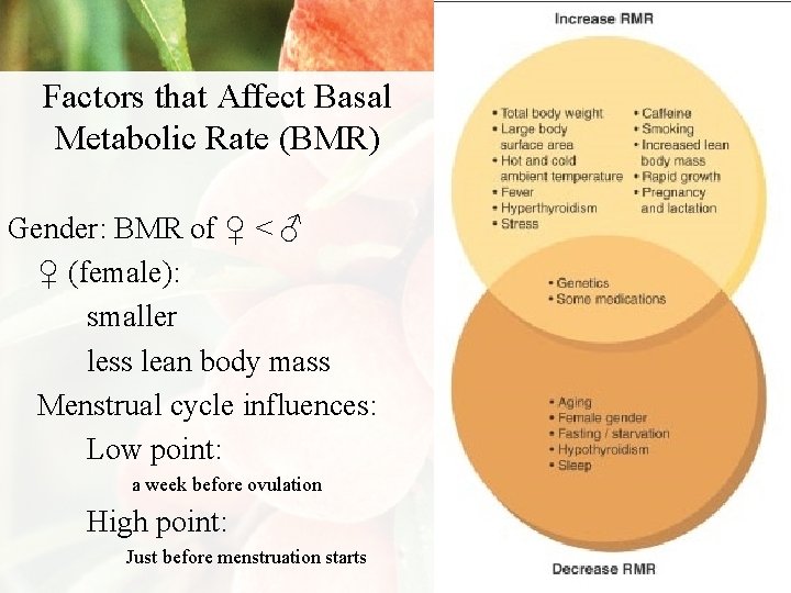Factors that Affect Basal Metabolic Rate (BMR) Gender: BMR of ♀ < ♂ ♀