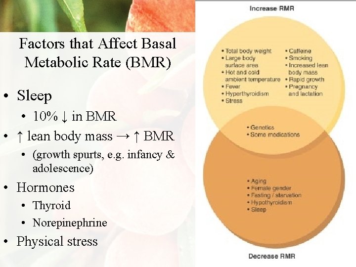 Factors that Affect Basal Metabolic Rate (BMR) • Sleep • 10% ↓ in BMR