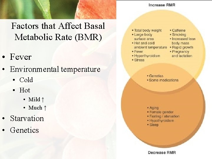 Factors that Affect Basal Metabolic Rate (BMR) • Fever • Environmental temperature • Cold