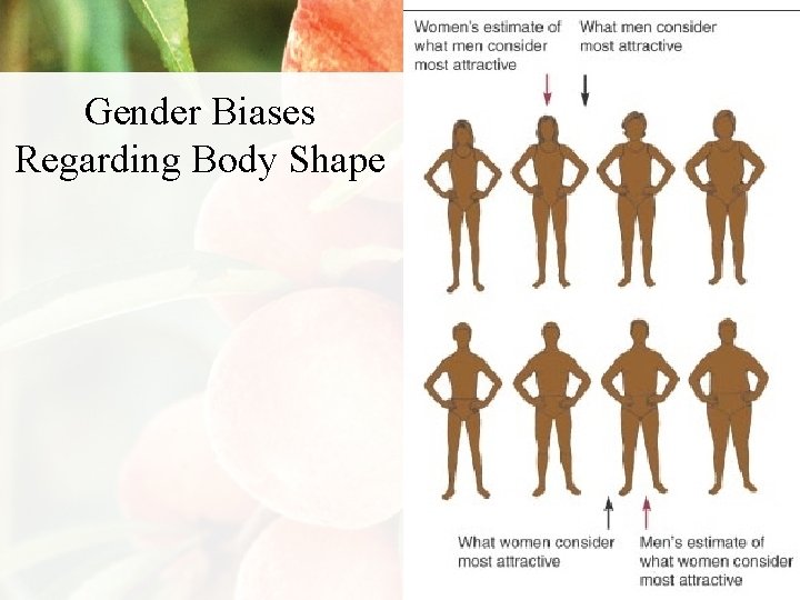 Gender Biases Regarding Body Shape 