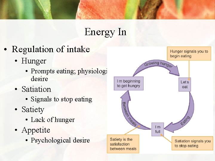 Energy In • Regulation of intake • Hunger • Prompts eating; physiological desire •