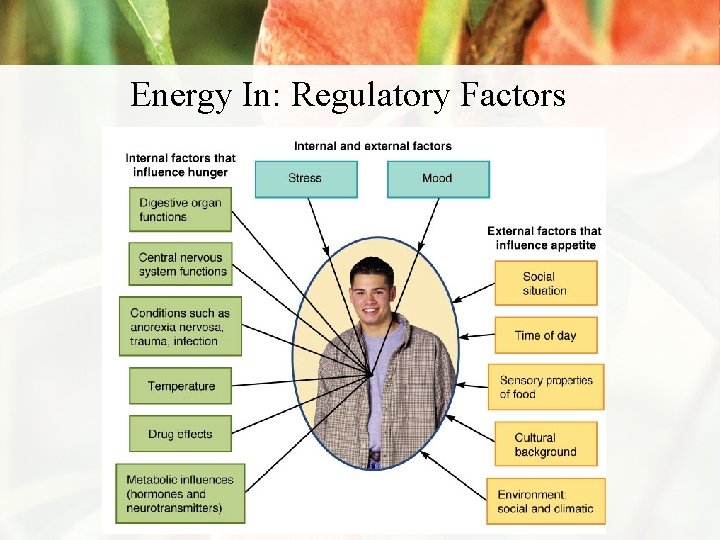 Energy In: Regulatory Factors 