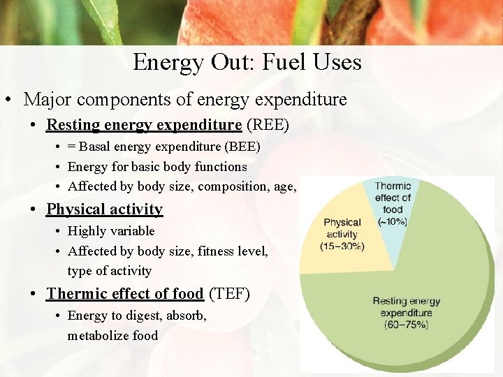 Energy Out: Fuel Uses • Major components of energy expenditure • Resting energy expenditure