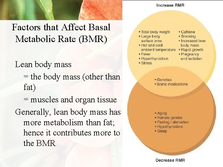 Factors that Affect Basal Metabolic Rate (BMR) Lean body mass = the body mass