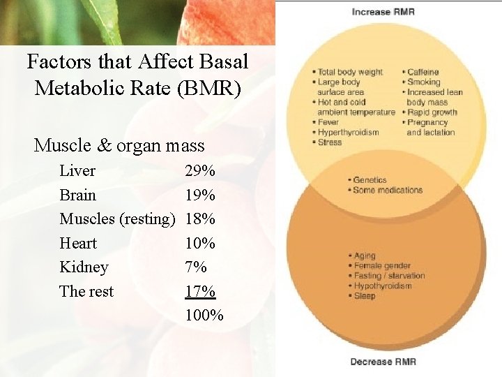 Factors that Affect Basal Metabolic Rate (BMR) Muscle & organ mass Liver Brain Muscles