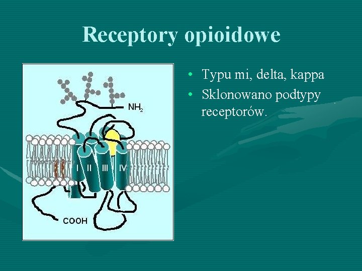 Receptory opioidowe • Typu mi, delta, kappa • Sklonowano podtypy receptorów. 