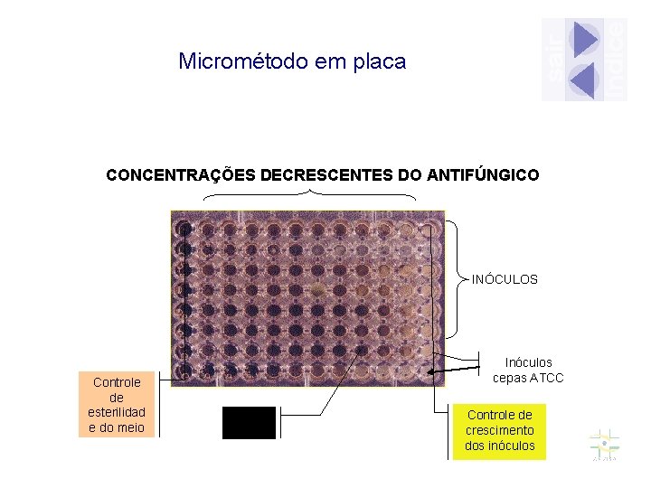 Micrométodo em placa CONCENTRAÇÕES DECRESCENTES DO ANTIFÚNGICO INÓCULOS Controle de esterilidad e do meio