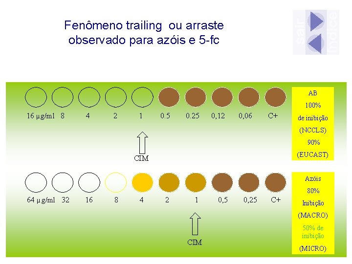 Fenômeno trailing ou arraste observado para azóis e 5 -fc AB 100% 16 µg/ml