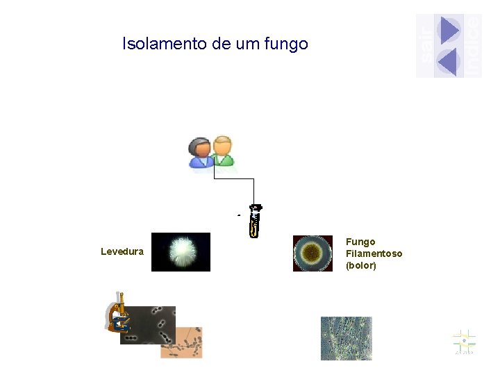 Isolamento de um fungo Levedura Fungo Filamentoso (bolor) 