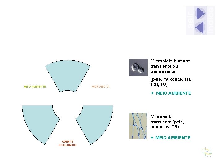 Microbiota humana transiente ou permanente MEIO AMBIENTE MICROBIOTA (pele, mucosas, TR, TGI, TU) +