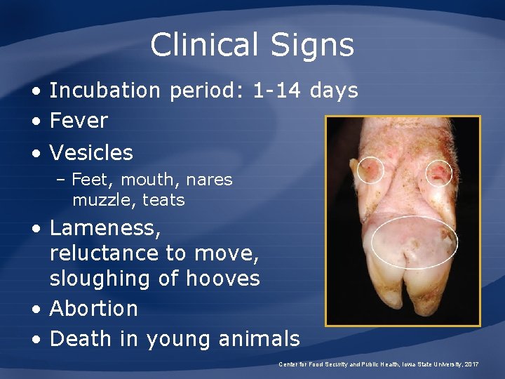 Clinical Signs • Incubation period: 1 -14 days • Fever • Vesicles – Feet,