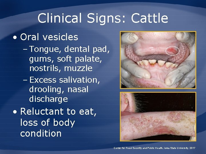 Clinical Signs: Cattle • Oral vesicles – Tongue, dental pad, gums, soft palate, nostrils,