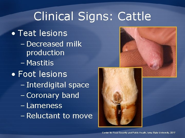 Clinical Signs: Cattle • Teat lesions – Decreased milk production – Mastitis • Foot