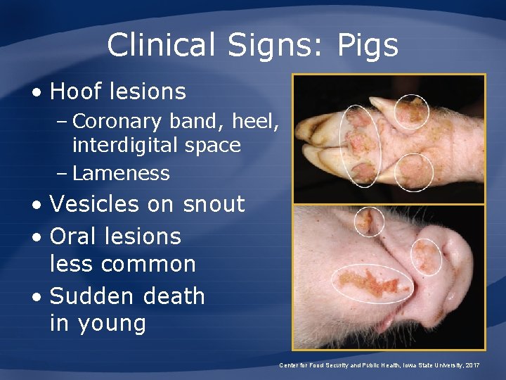 Clinical Signs: Pigs • Hoof lesions – Coronary band, heel, interdigital space – Lameness