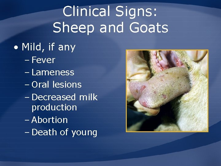 Clinical Signs: Sheep and Goats • Mild, if any – Fever – Lameness –