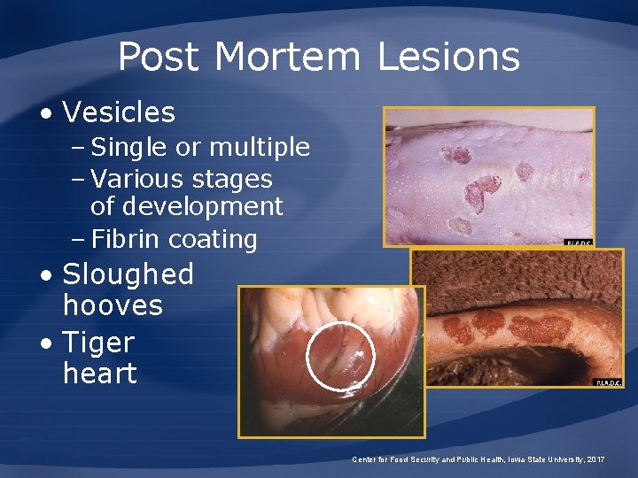 Post Mortem Lesions • Vesicles – Single or multiple – Various stages of development