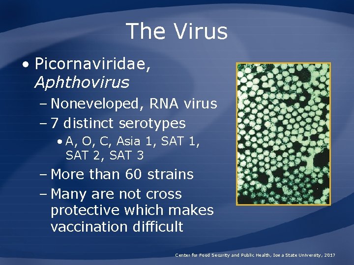 The Virus • Picornaviridae, Aphthovirus – Noneveloped, RNA virus – 7 distinct serotypes •