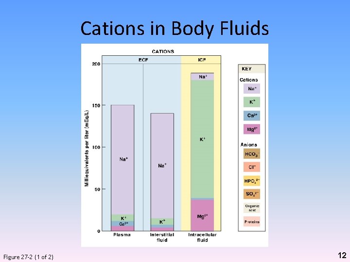 Cations in Body Fluids Figure 27– 2 (1 of 2) 12 
