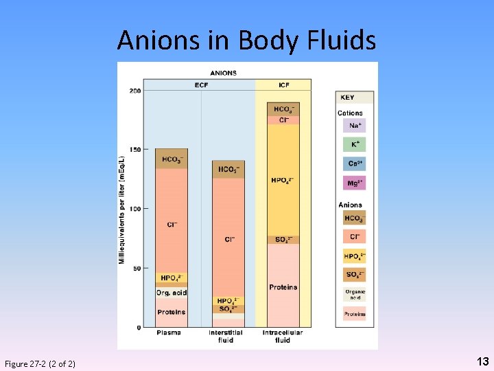 Anions in Body Fluids Figure 27– 2 (2 of 2) 13 