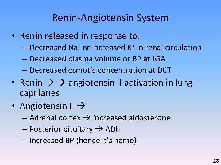 Renin-Angiotensin System • Renin released in response to: – Decreased Na+ or increased K+