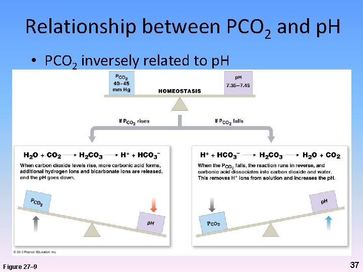 Relationship between PCO 2 and p. H • PCO 2 inversely related to p.