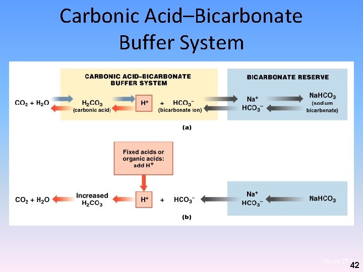 Carbonic Acid–Bicarbonate Buffer System Figure 27– 9 42 