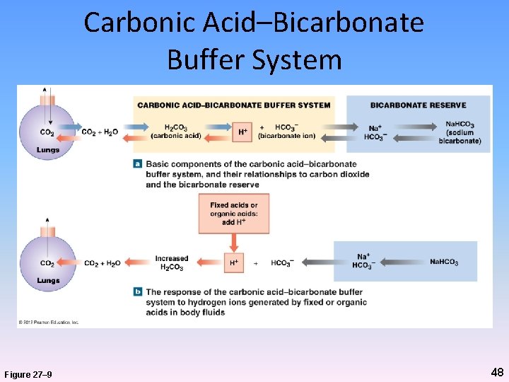 Carbonic Acid–Bicarbonate Buffer System Figure 27– 9 48 
