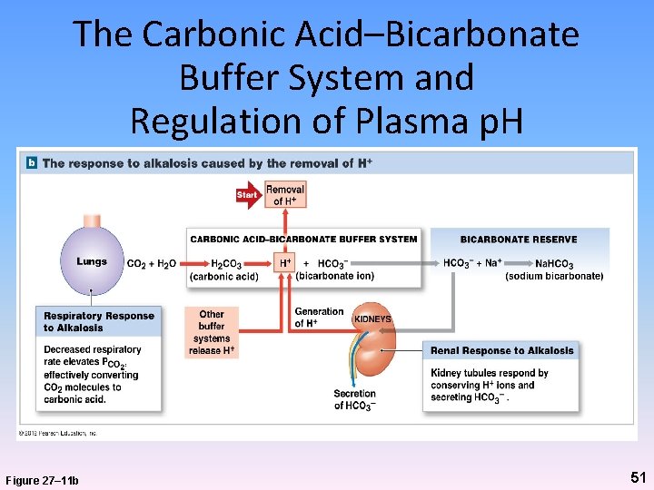 The Carbonic Acid–Bicarbonate Buffer System and Regulation of Plasma p. H Figure 27– 11 The Carbonic Acid–Bicarbonate Buffer System and Regulation of Plasma p. H Figure 27– 11