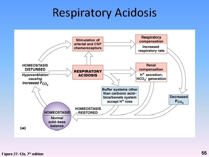 Respiratory Acidosis Figure 27– 12 a, 7 th edition 55 Respiratory Acidosis Figure 27– 12 a, 7 th edition 55
