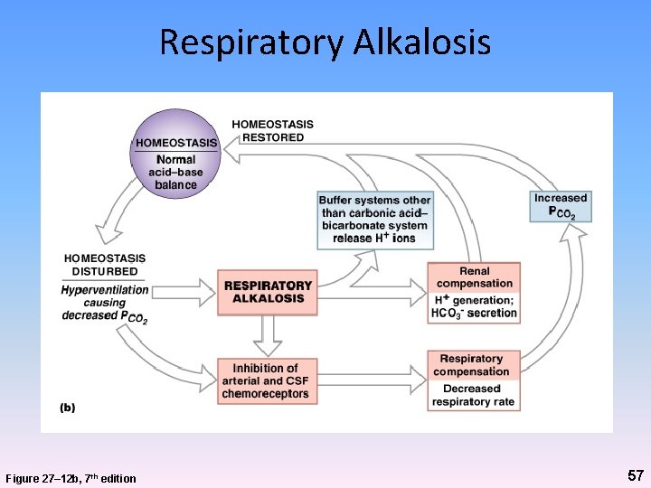 Respiratory Alkalosis Figure 27– 12 b, 7 th edition 57 Respiratory Alkalosis Figure 27– 12 b, 7 th edition 57