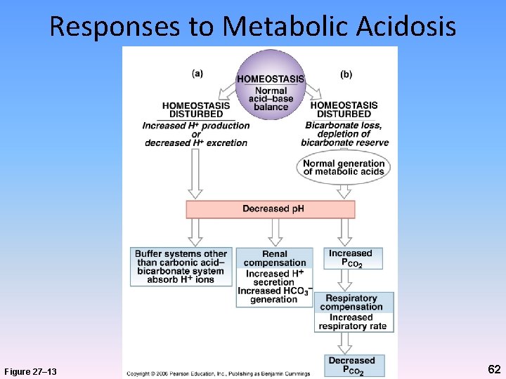 Responses to Metabolic Acidosis Figure 27– 13 62 