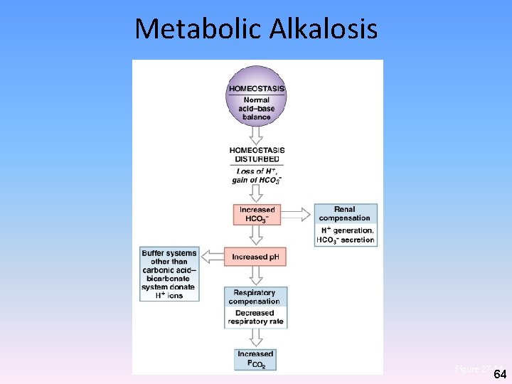 Metabolic Alkalosis Figure 27– 14 64 Metabolic Alkalosis Figure 27– 14 64