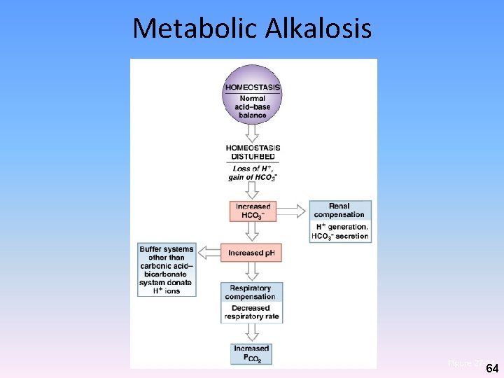 Metabolic Alkalosis Figure 27– 14 64 